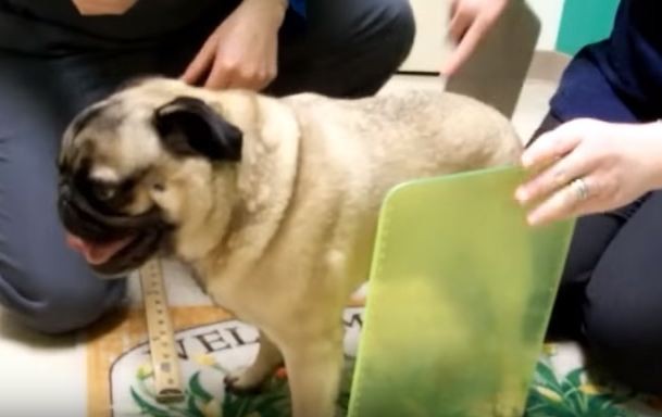 disabled pug finding a new life