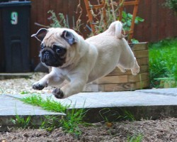 10 Reasons Pugs Make Life Worth Living and Loving!