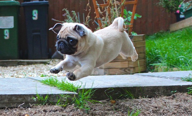 pug leap