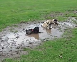 (VIDEO) Defiant Pugs Ignore Their Dad and Do This Dirty Deed… LOL!