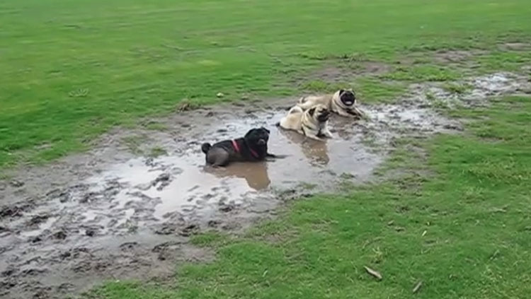 filthy and muddy pugs