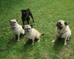 Oh Poop! What Your Doggy’s Doo Can Tell You About Him