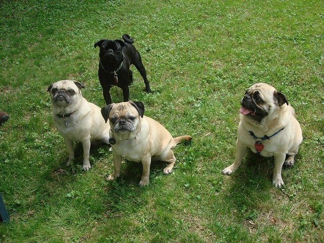 four pugs on the grass
