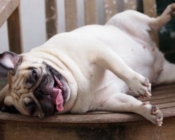 5 Reasons Why a Dog May be Doing THESE Oddball Behaviors…
