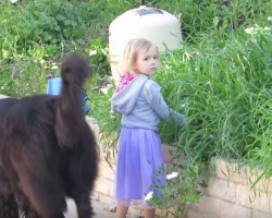 (VIDEO) Watch This Heroic Dog Protect a Little Girl From Falling in a Pool