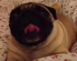 This Snorting Pug is Bringing on the Cute Factor – LOL!
