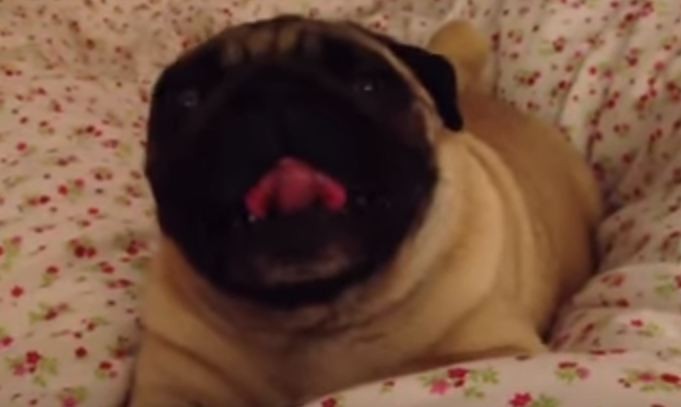 happy snorting pug