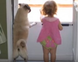 (VIDEO) This Little Girl and Pug are Best Friends – Watch Their Story and Be Prepared to Cry!
