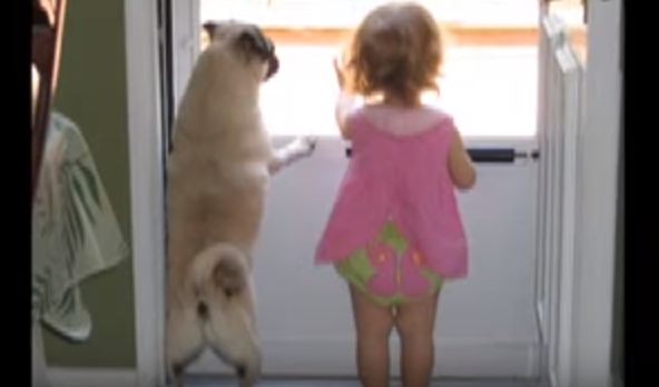 little girl and pug best friends