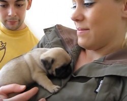 (VIDEO) This 5-Week-Old Puppy is Bringing on the Cute Factor – AWW!
