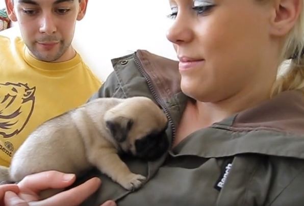 newborn pug on new owner