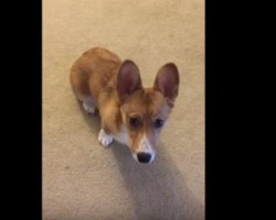 (VIDEO) One Trick Corgi is Stealing Hearts Everywhere – Just Watch and See What She Does!