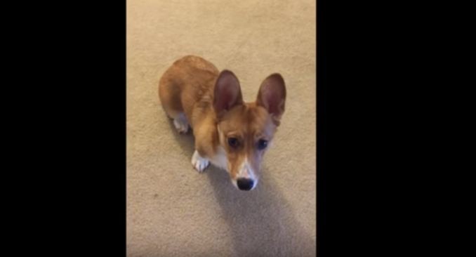 one trick Corgi