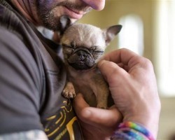 (VIDEO) Pip the Pug is Likely the World’s Smallest Dog… and Only Weighs 1 Pound!