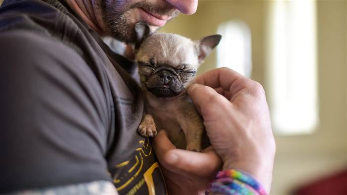 pip the pug being held by owner