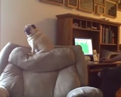 You’ll be Shocked to See How a Pug Responds to a Pranked Fart – Hilarious!