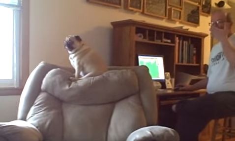 pug afraid of fart
