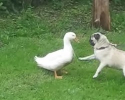 (VIDEO) When a Pug Meets a Duck the Meeting Takes an Unexpected Turn…