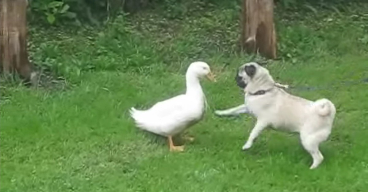 pug and duck