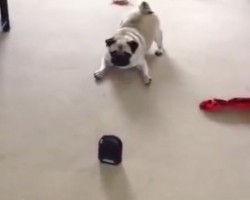 (VIDEO) Pug’s Confusion Over a Fart Machine Will Have You Laughing Non Stop!