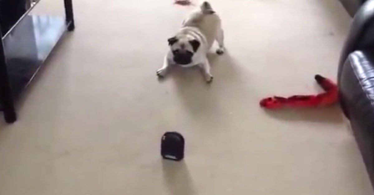 pug and fart machine