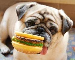 7 of the Strangest Things Dogs Have Ever… Eaten