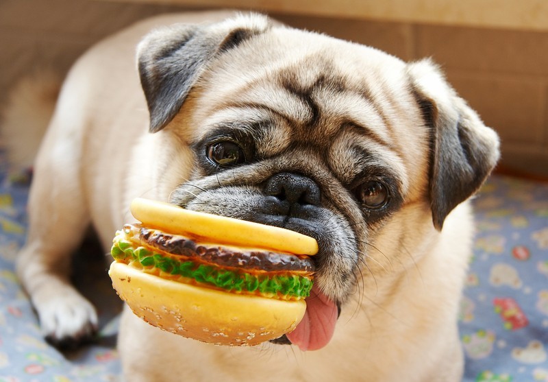 pug and hamburger