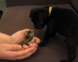 When This Pug Puppy Meets a Hamster for the First Time, Just How Will He React?!