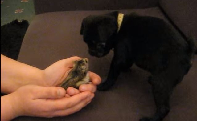 pug and hamster meet