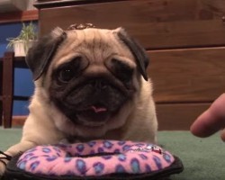 (VIDEO) There’s NO WAY This Cute Pug is Going to Let Anyone Touch Her Toy – LOL!