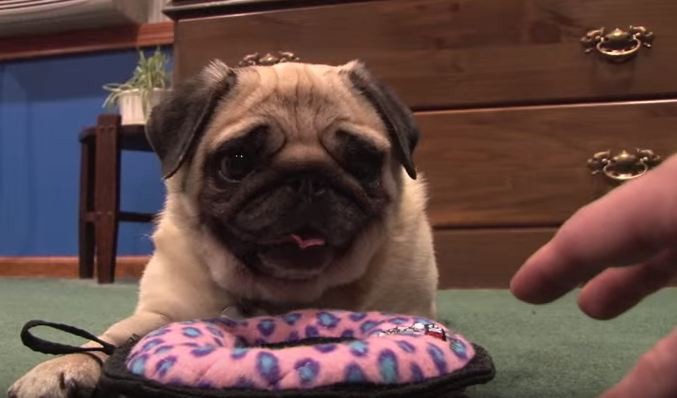 pug and her toy