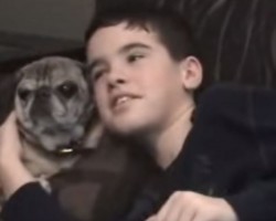 This Pug Has Major Gas and it Just Won’t Stop – OMG, I Still Can’t Stop Laughing!