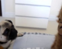 (Video) Two Adorable Pugs Love to “Monkey Around”
