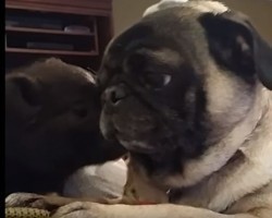 A Pug and Pig Really Like Each Other, Like a Lot…