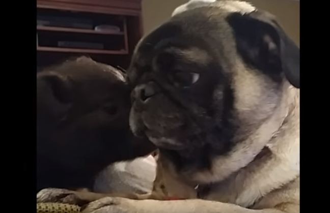pug and pig kiss