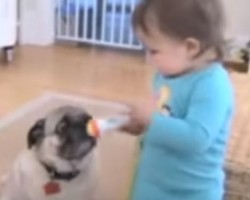 (VIDEO) Little Girl Poses as Her Pug’s Backup Singer and I Can’t Stop Smiling!