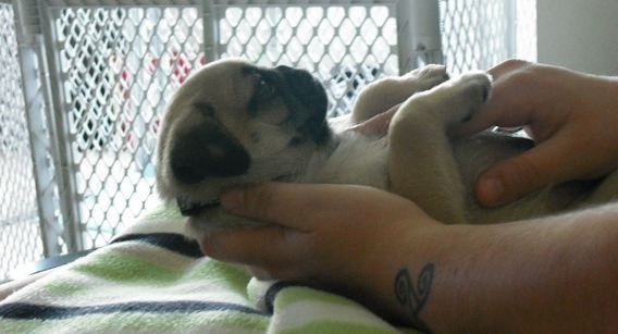 pug belly rub