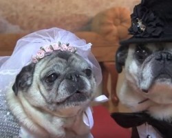 Here Comes the Pug: Sigh with Delight While Watching Two Pugs Get Hitched