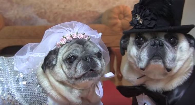 pug bride and groom