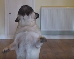 (Video) What This Pug Does While His Human is at Work Has Everyone Giggling Non-Stop