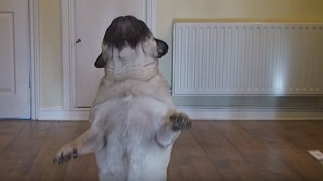 pug dancing away