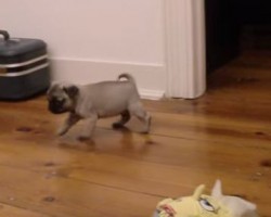 An Adorable Baby Pug Named Caruso Loves to Sniff and Explore – He’s Sooo Curious!