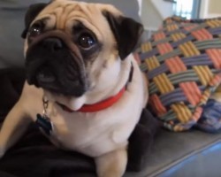 (VIDEO) Adorable Pug Gets Scolded and All We Want to Do is Give Him a Hug!