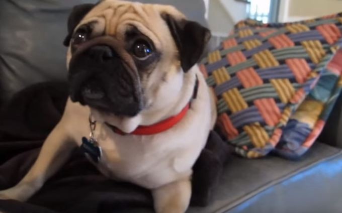 pug gets scolded