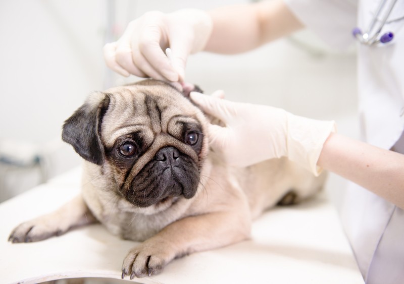 pug getting ears cleaned