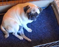 (VIDEO) Watch This Sweet Mommy Pug Deliver Her Pug Puppies – What a Miracle of Life!
