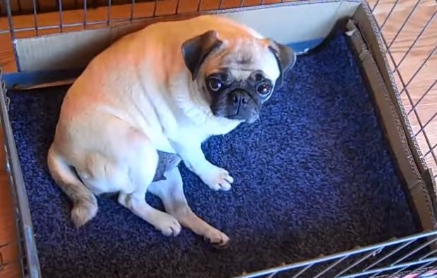 pug giving birth