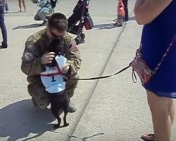 Watch What Happens When a Pug Greets Dad Who’s Home From Deployment – Sooo Heartwarming!