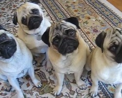 (VIDEO) Four Pugs Have the Head Tilt Down Perfectly