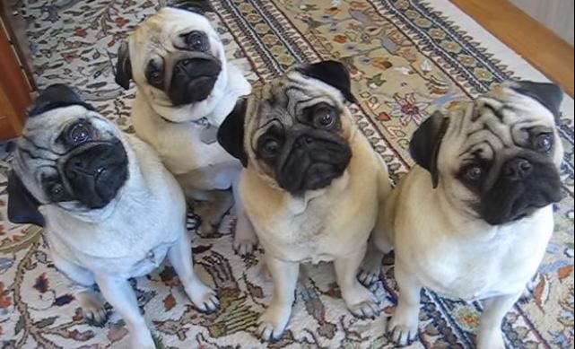 pug head tilt